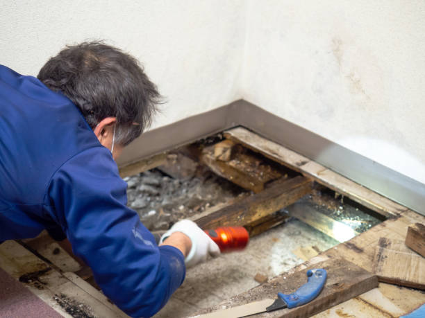 Best Industrial Mold Remediation in Vienna, WV