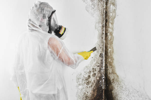 Best Crawl Space Mold Remediation in Vienna, WV