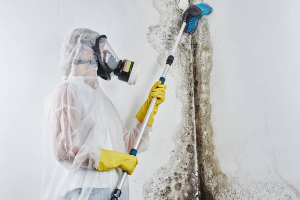 Best Residential Mold Remediation in Vienna, WV