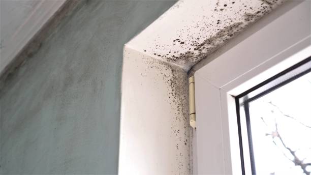 Best Emergency Mold Remediation in Vienna, WV