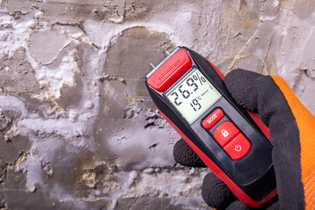 Best White Mold Remediation in Vienna, WV