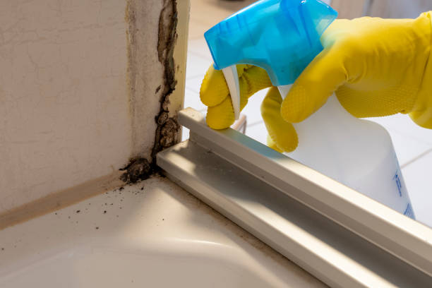 Best Mold Testing and Inspection Services in Vienna, WV
