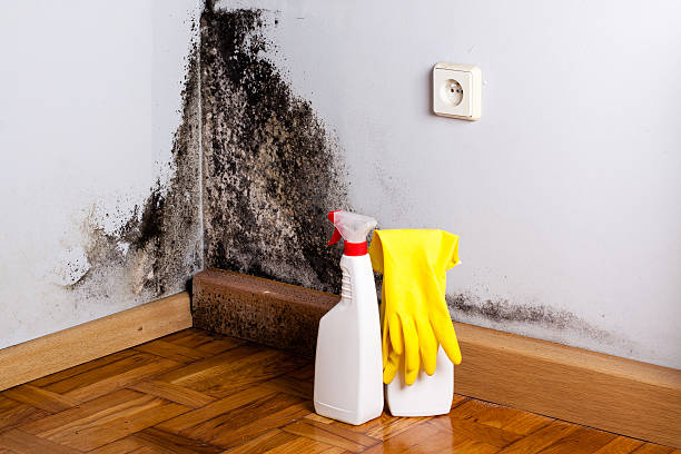 Best Residential Mold Remediation in Vienna, WV