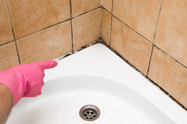 Best Insurance-Related Mold Remediation in Vienna, WV