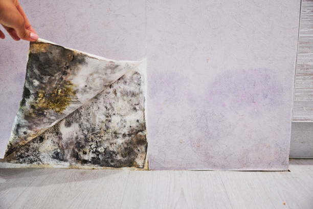 Best Localized Mold Remediation (e.g., coastal areas, humid climates) in Vienna, WV